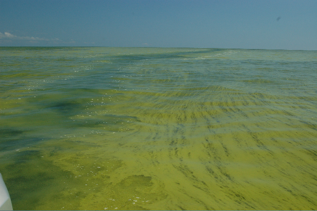 Blue green algae growing on Lake Eric. ( NOAA Great Lakes Environmental Research Laboratory/Flickr)