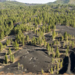 How Deforestation Continues to Influence Climate Stability and Local Ecosystems