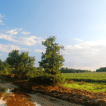 The Long-Term Environmental Impact of Industrial Agriculture on Soil and Water Quality