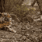 How Rising Global Temperatures Are Affecting Wildlife Migration Patterns