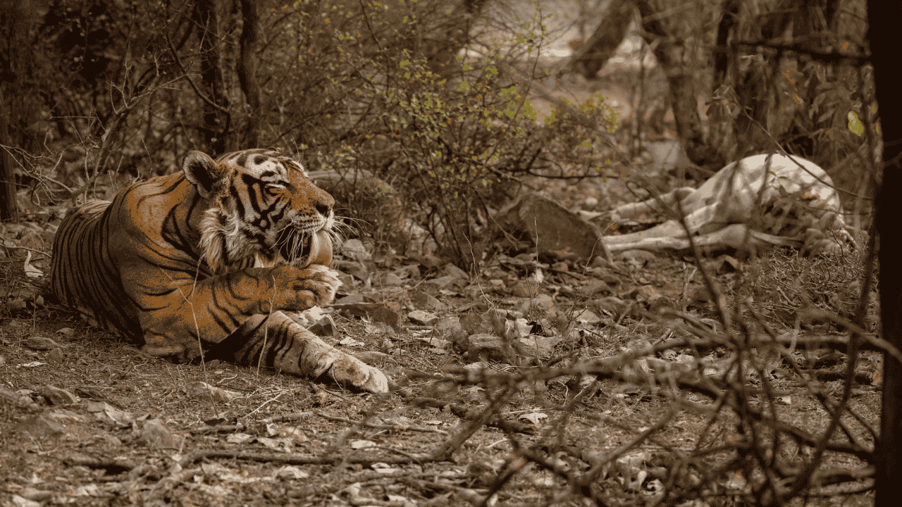 How Rising Global Temperatures Are Affecting Wildlife Migration Patterns