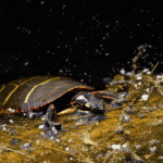 Ocean Pollution Trends: Microplastics and Their Effect on Marine Life