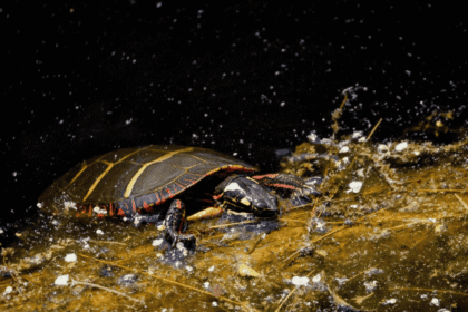 Ocean Pollution Trends: Microplastics and Their Effect on Marine Life