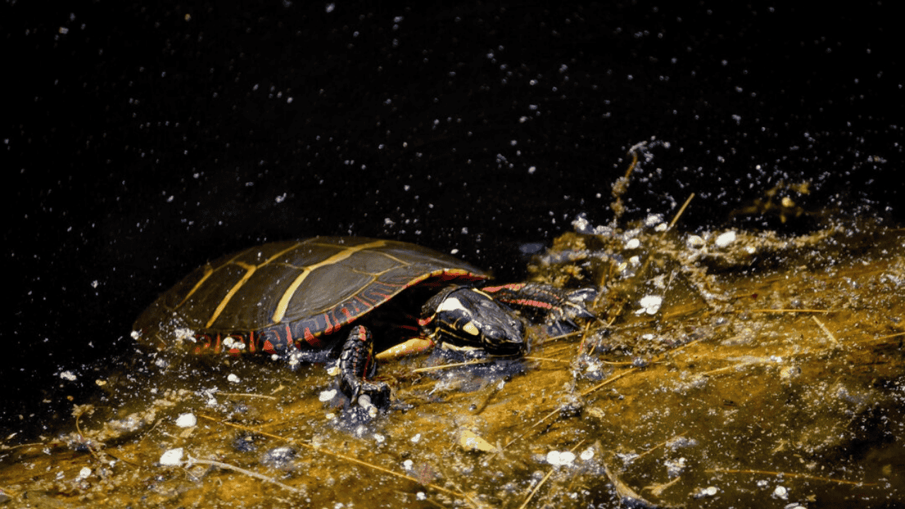 Ocean Pollution Trends: Microplastics and Their Effect on Marine Life